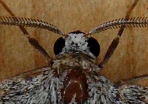 Pseudoterpna coronillaria