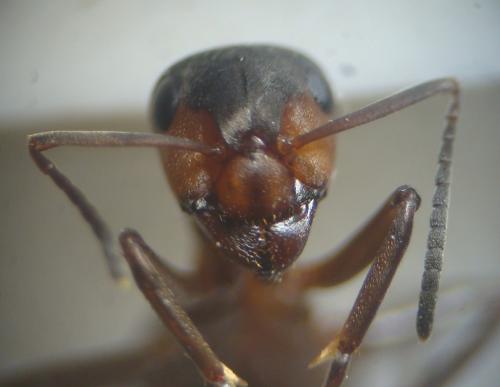 Formica sp.