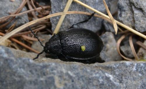 Galeruca tanaceti