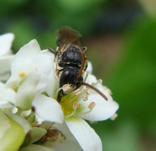 Hylaeus hyalinatus