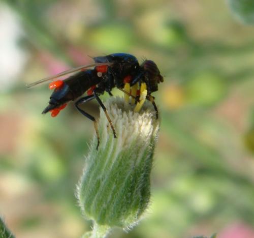 Réf. 147 132 : Physiphora alceae