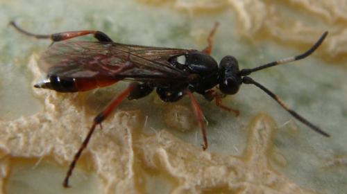 Réf. 147 241 : Ichneumon sp.