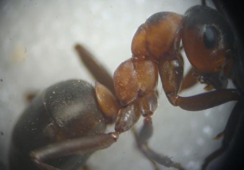 Formica sp.