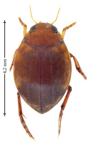 Réf. 147 340 : Hyphydrus ovatus