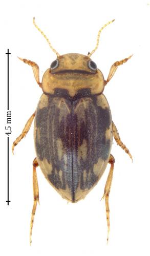 Nebrioporus elegans
