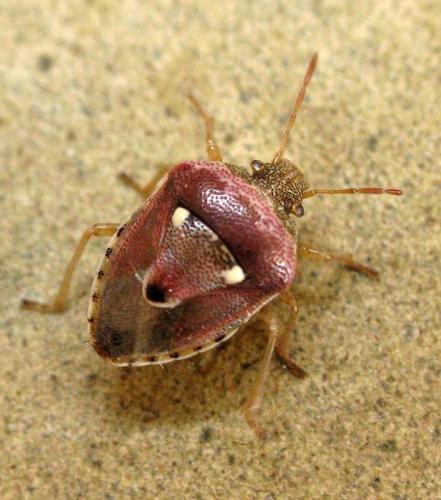 Réf. 147 334 : Stagonomus bipunctatus bipunctatus