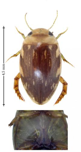 Réf. 147 338 : Laccophilus hyalinus