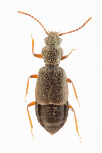 Lesteva sp.