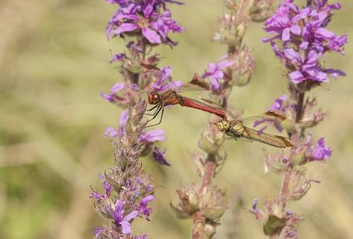 Réf. 147 925 : Sympetrum pedemontanum