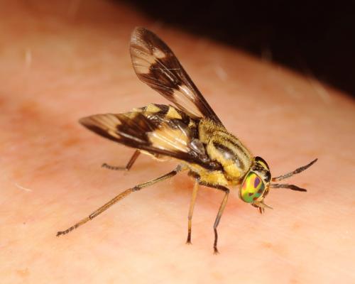 Réf. 147 298 : Chrysops relictus