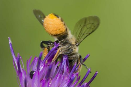 Megachile sp.
