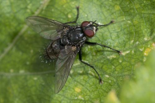 Réf. 147 831 : Meigenia sp.
