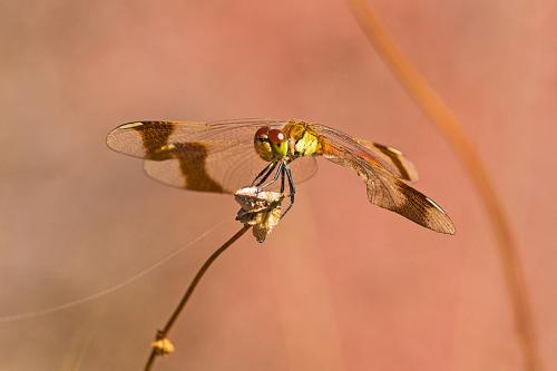 Réf. 147 101 : Sympetrum pedemontanum