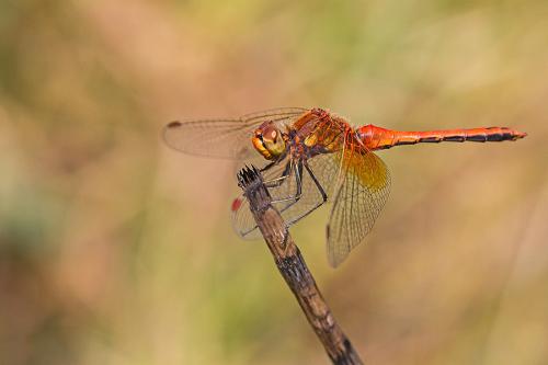 Réf. 147 224 : Sympetrum flaveolum