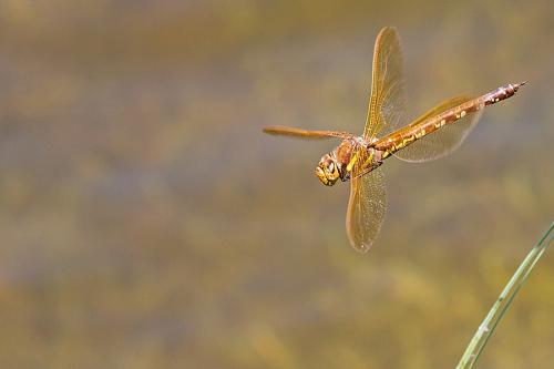 Aeshna grandis
