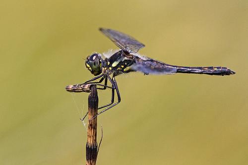 Sympetrum danae