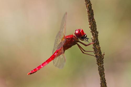Réf. 147 114 : Crocothemis erythraea