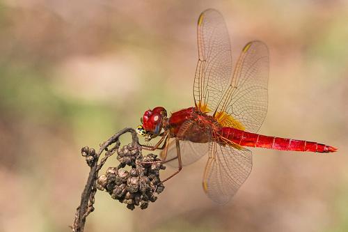 Réf. 147 115 : Crocothemis erythraea