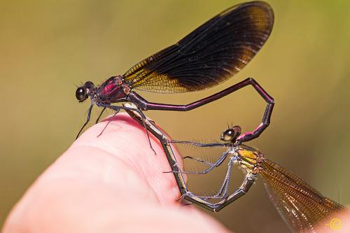 Réf. 147 304 : Calopteryx haemorrhoidalis