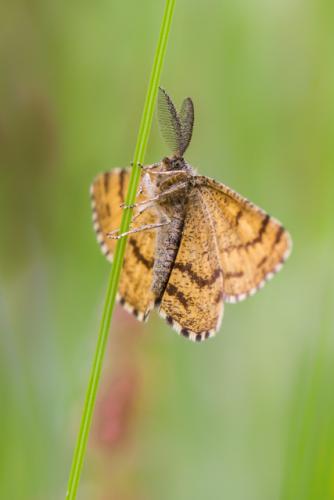 Ematurga atomaria