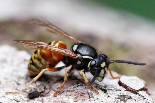 Réf. 147 698 : Vespula rufa