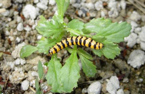 Réf. 147 668 : Tyria jacobaeae