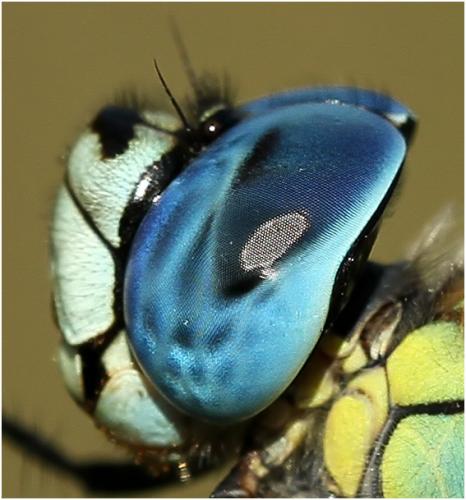 Aeshna affinis