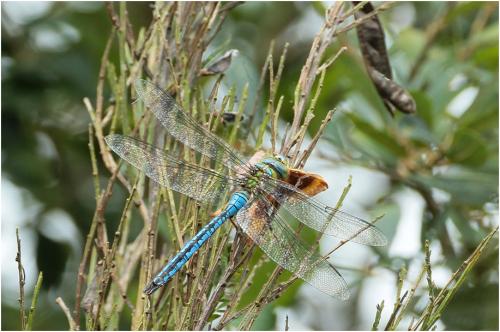 Anax imperator