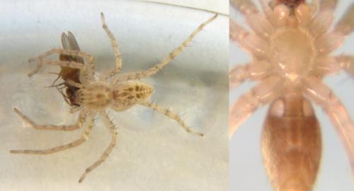Réf. 147 379 : Anyphaena numida