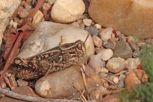 Calliptamus sp.