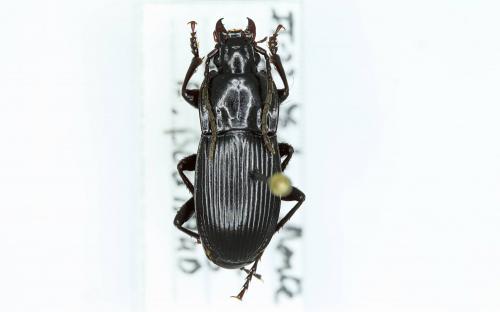 Abax pilleri