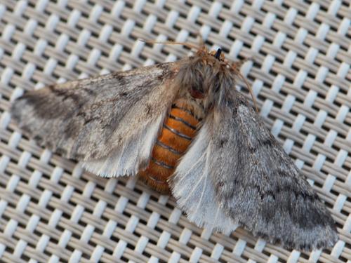 Thaumetopoea pityocampa