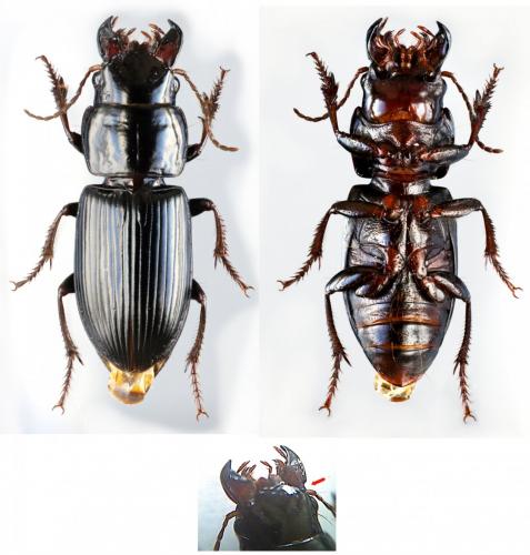 Acinopus picipes