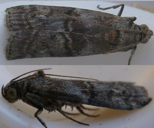 Réf. 147 082 : Phycita roborella