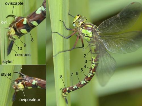 Aeshna cyanea