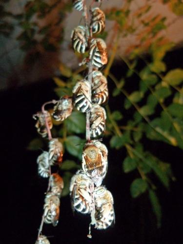 Réf. 147 588 : Amegilla sp.