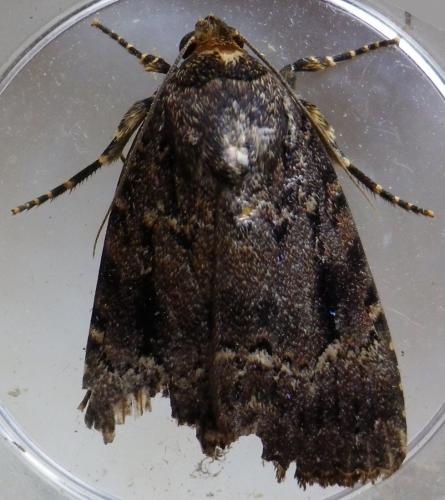 Amphipyra pyramidea