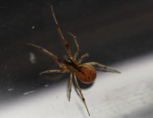 Réf. 147 880 : Anelosimus vittatus