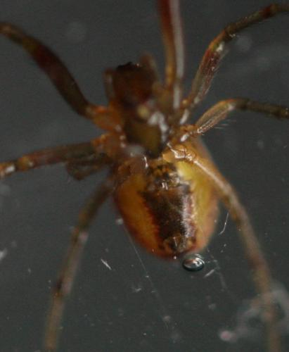 Réf. 147 881 : Anelosimus vittatus