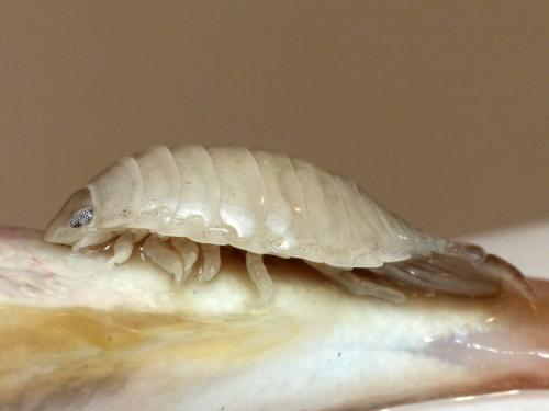 Réf. 147 667 : Anilocra physodes