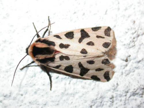 Réf. 147 649 : Cymbalophora pudica