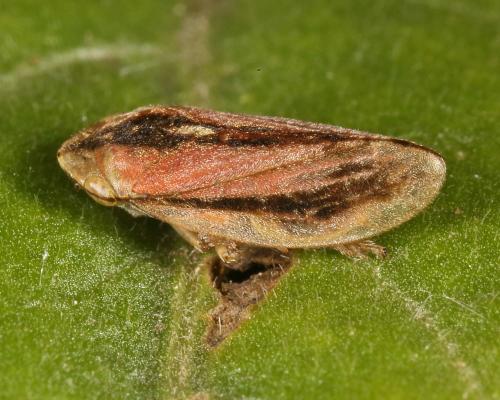Philaenus spumarius