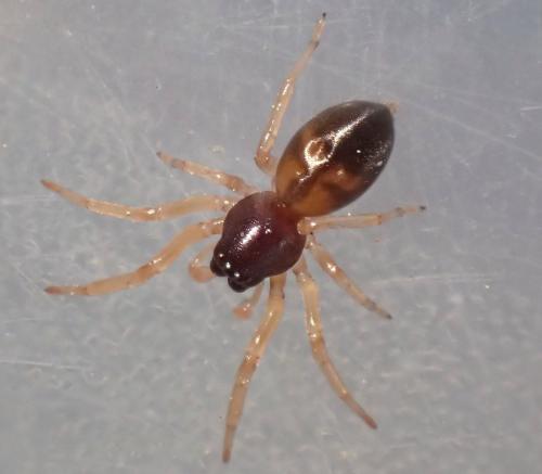 Paratrachelas maculatus