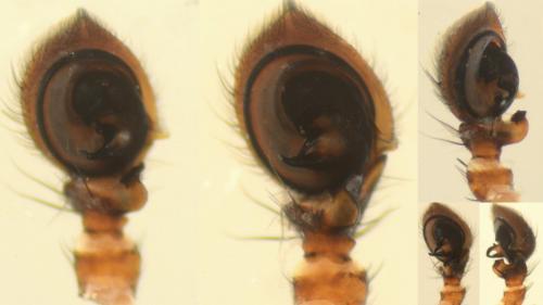 Xysticus luctator