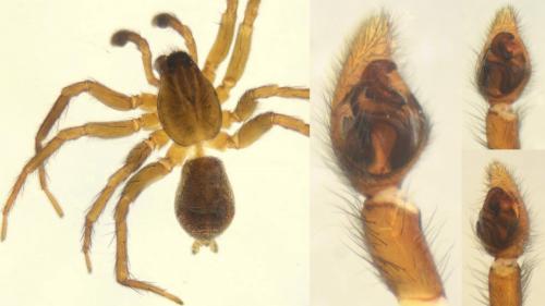 Piratula uliginosa