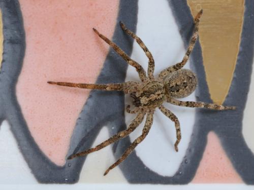 Zoropsis spinimana