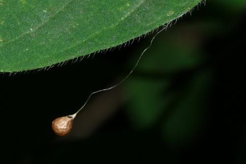 Theridiosoma gemmosum