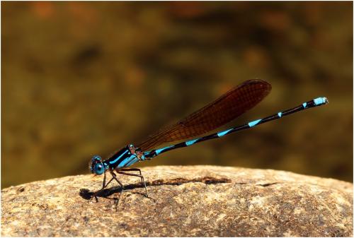 Argia croceipennis