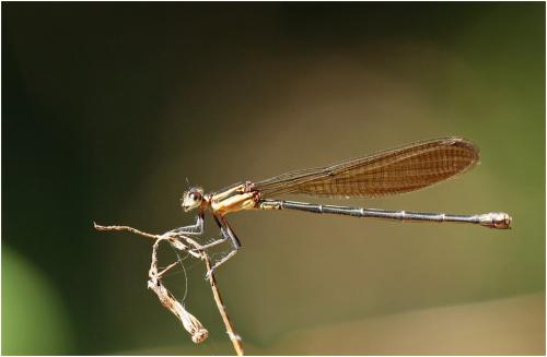 Argia croceipennis