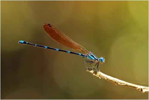 Argia croceipennis